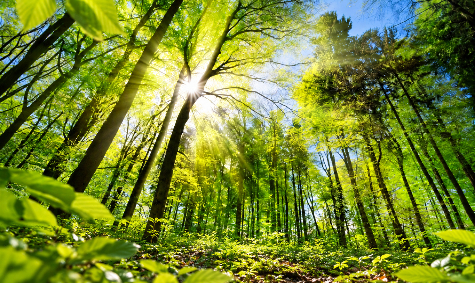 sunthroughtreesexpanded2